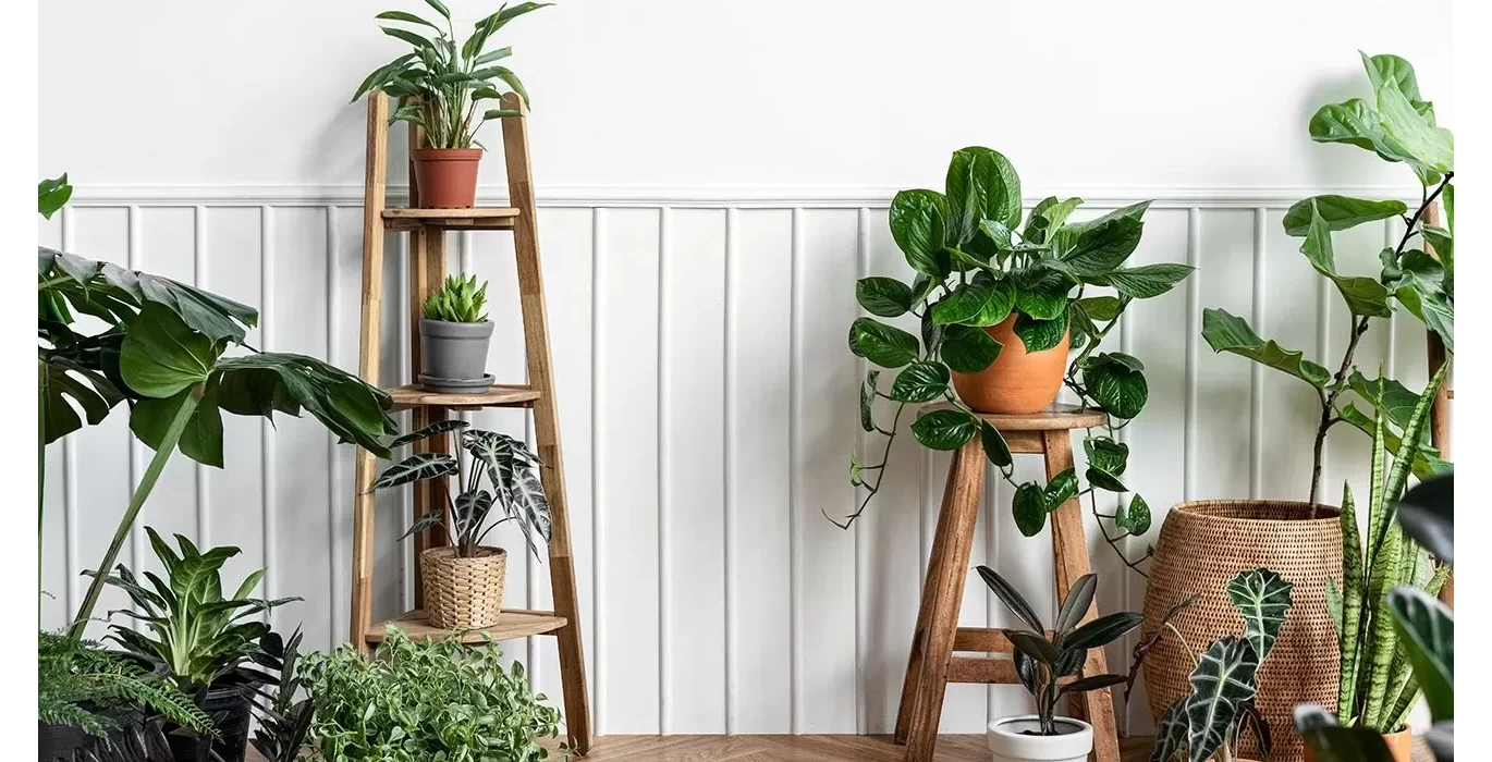 Plants in the house Plants in the house