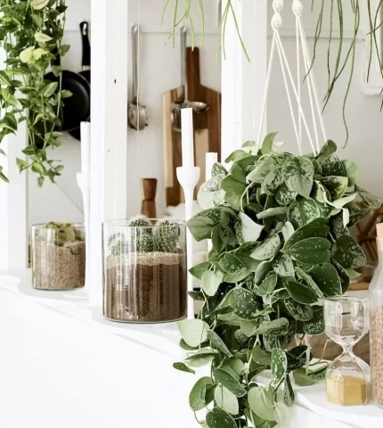 Кучеряві кімнатні рослини