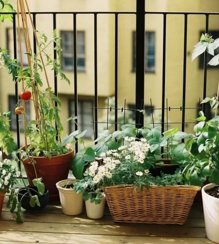 Mini garden on the balcony Mini garden on the balcony